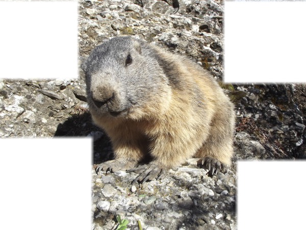 MARMOTTE Fotomontagem