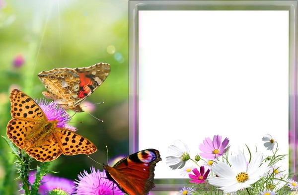 bloemen en vlinders Fotomontaža