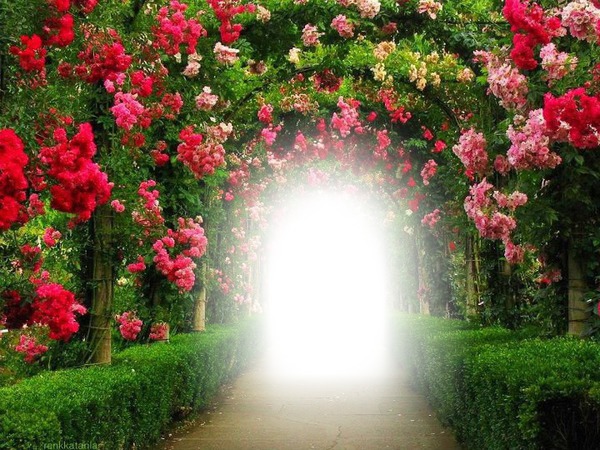 Jardin de Rosas Tunel Montaje fotografico