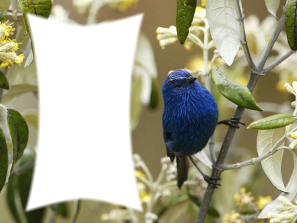 Oiseau bleu Fotómontázs