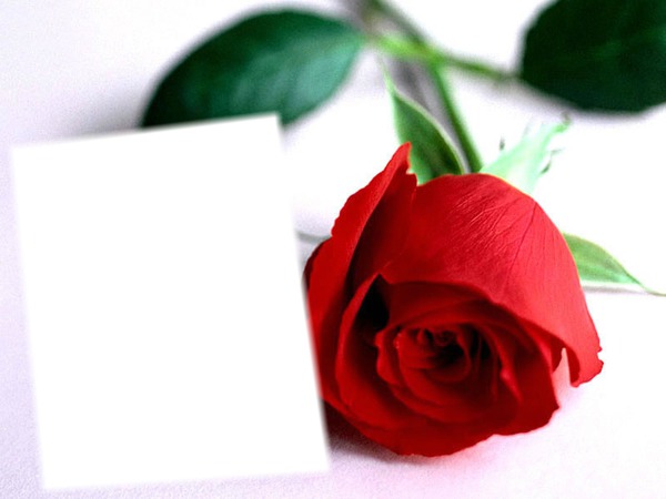 fleur rouge Fotomontáž