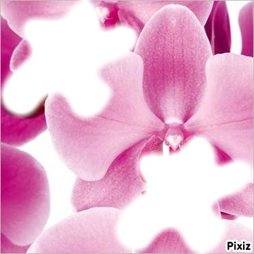 Orchidée Φωτομοντάζ