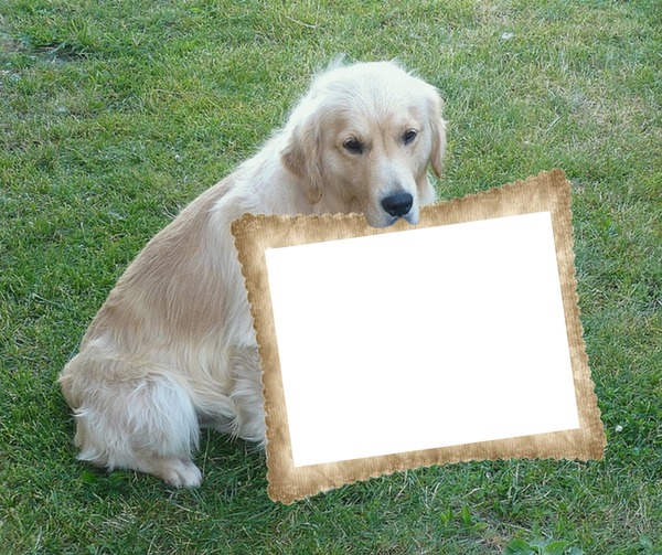Náš zlatý retriever, pes, rám Photomontage