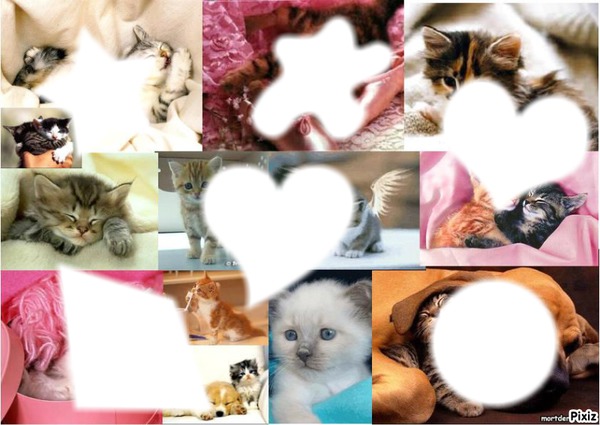 amis chatons...♥ Montage photo