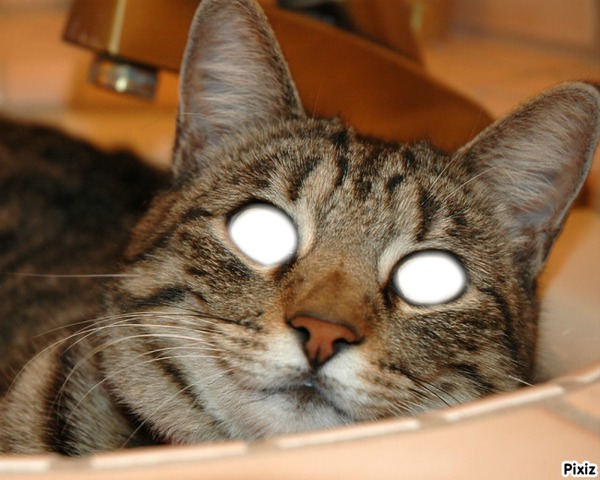 un chat dans les yeux フォトモンタージュ