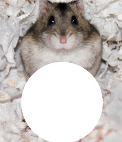 I love les hamsters Fotomontaža