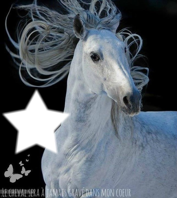 beau cheval blanc Fotomontažas