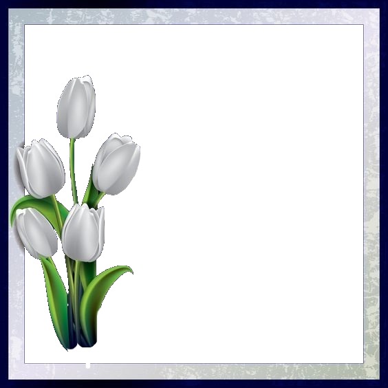 tulipanes blancos. Montaje fotografico