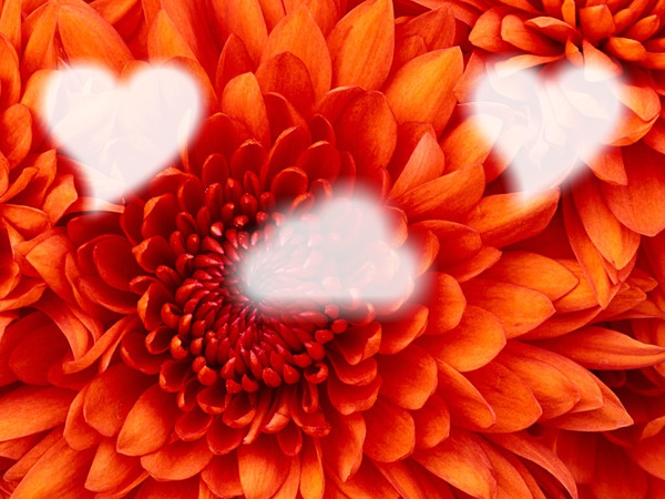 fleur orange Фотомонтажа