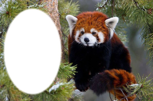 panda roux Montaje fotografico