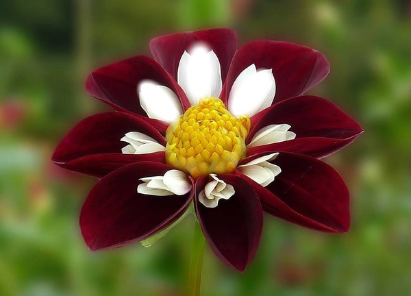fleur Montaje fotografico