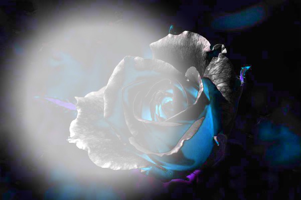 rose bleue Fotomontáž