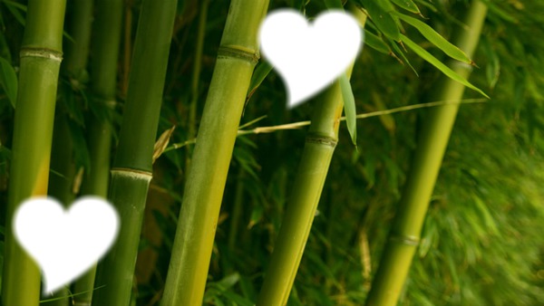 le coeur bambou Fotomontage