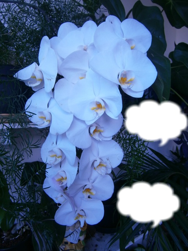 l orchidée Fotomontage