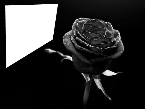 rose noire Fotomontáž