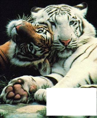 tigres Φωτομοντάζ