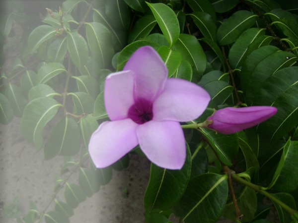flor lilás Montaje fotografico