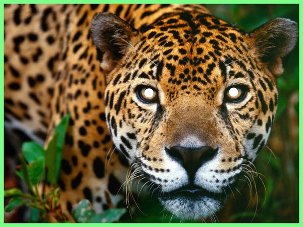 Mis ojos en un jaguar Fotomontaža
