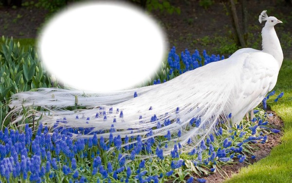 Oiseau-paon blanc-fleurs bleues Montaje fotografico