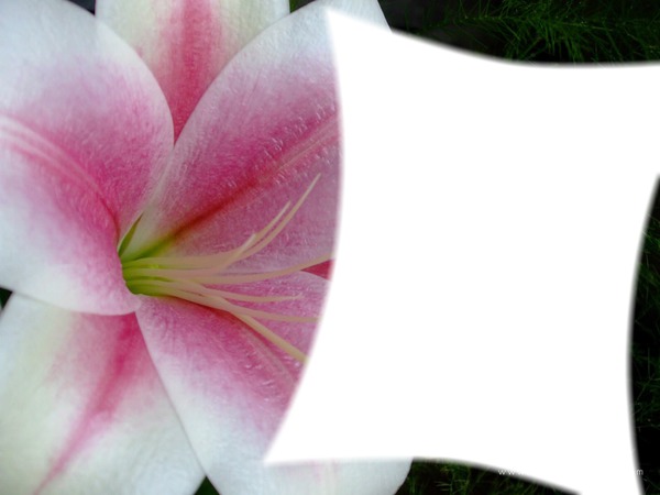 Pink lili Fotomontage