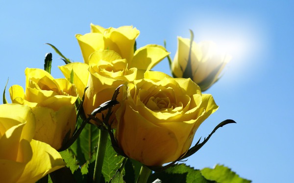 roses jaunes Φωτομοντάζ
