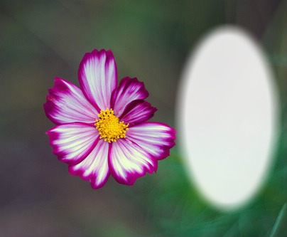 Nature - fleur - imperfection Фотомонтажа