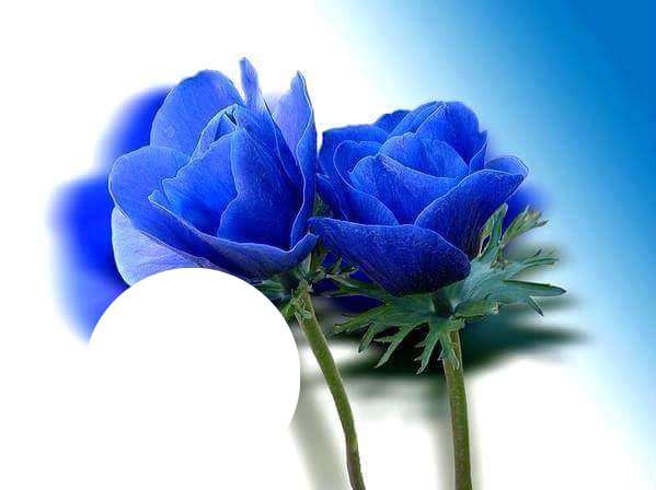 blue rose Fotomontaža