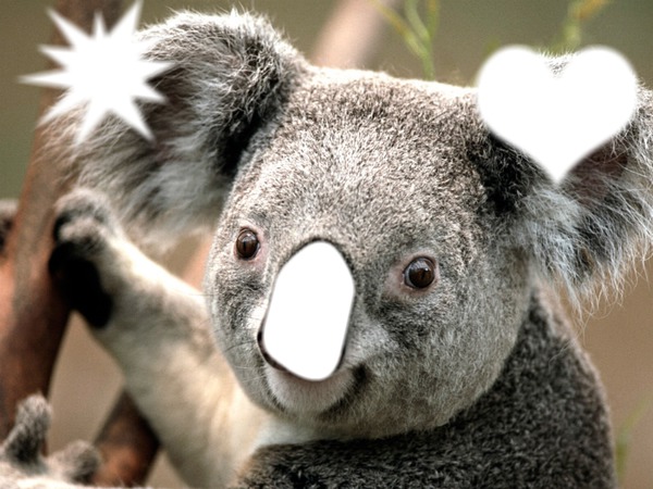 le koala フォトモンタージュ