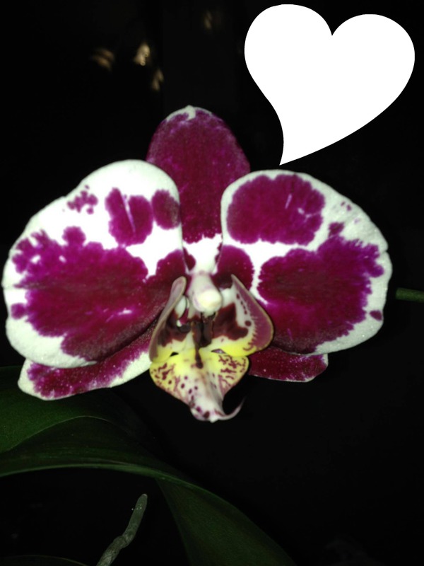 orchidea Photo frame effect