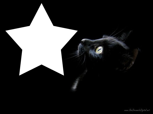 chat noir Fotomontaža