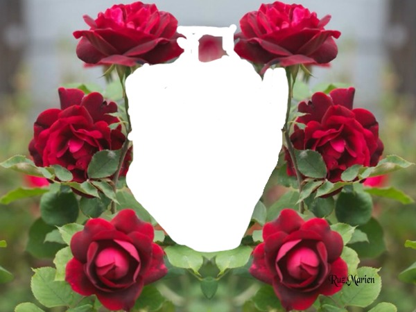 renewilly 6 rosas Fotomontasje