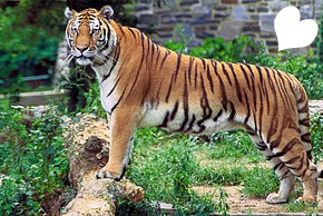 tigre Fotomontaža