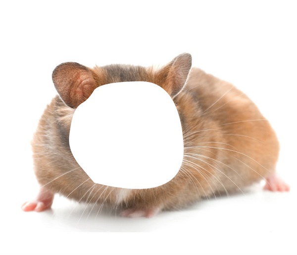 hamster 1 Fotomontaggio