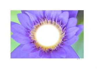 Belle fleur Fotomontaggio