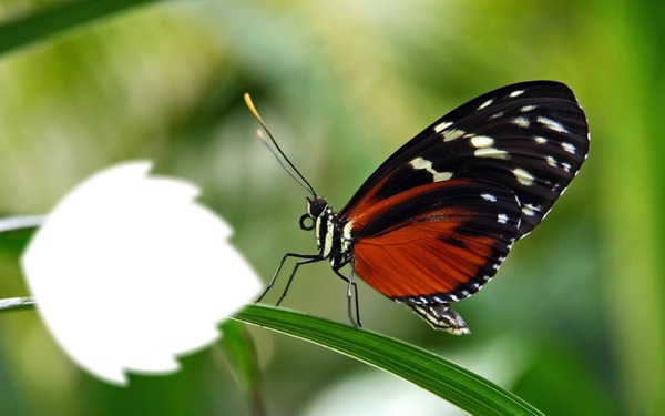 papillon Montaje fotografico