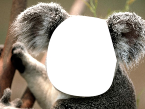 téte de koala Fotomontagem