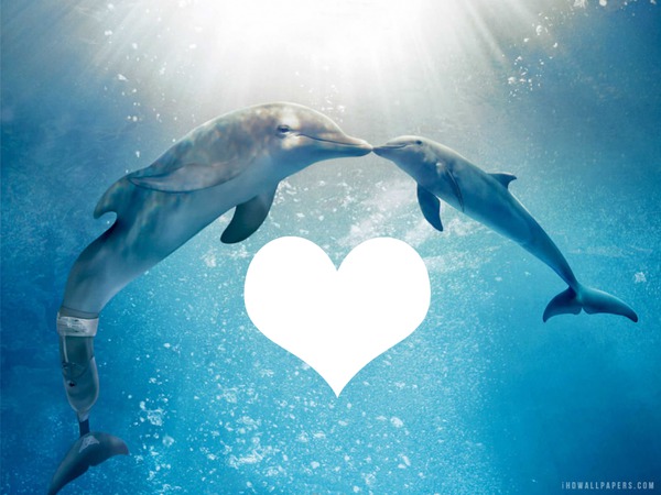 winter and hope dolphin heart frame Montaje fotografico