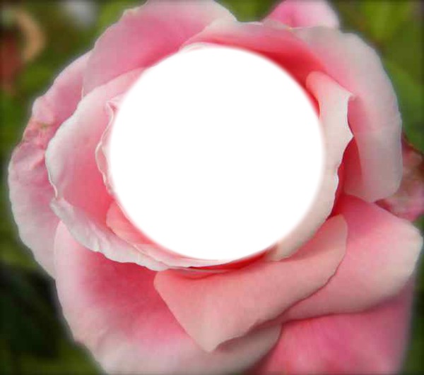 pink rose フォトモンタージュ