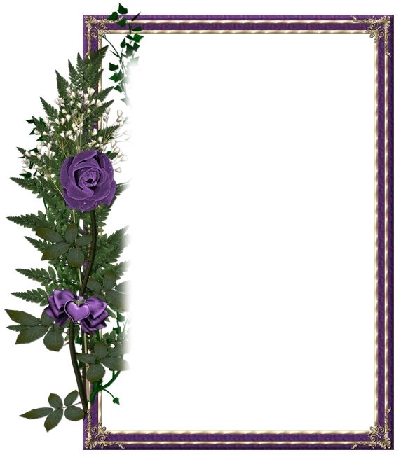 Purple Rose w/ frame Photo frame effect