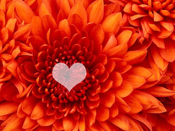 çiçek kalp Photomontage