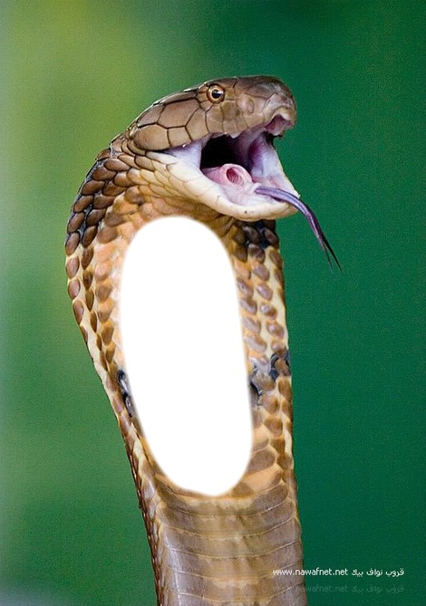 snake 2 Photo frame effect