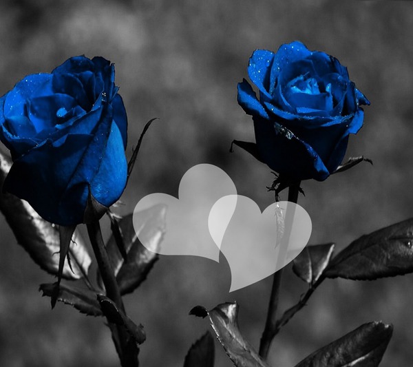 Love and Roses Fotomontasje