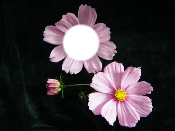 Blume Fotomontaža
