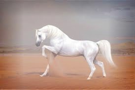 cheval arabe Fotomontasje