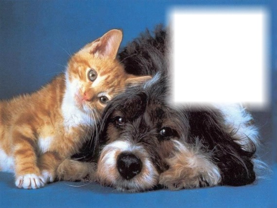 Chat-chien-amis Montage photo