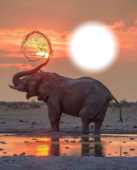 elephant Фотомонтаж