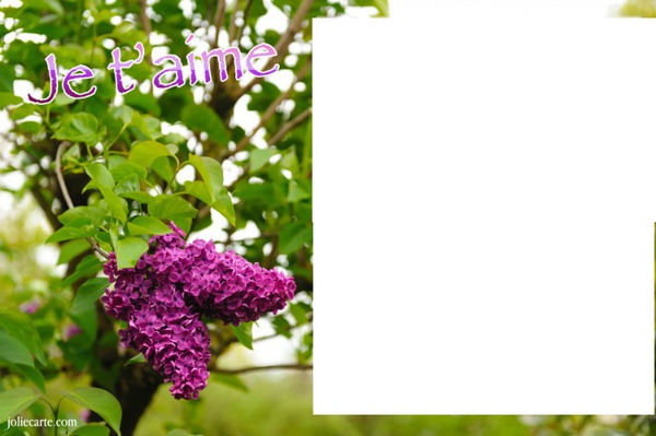 lilas nature laly Photomontage