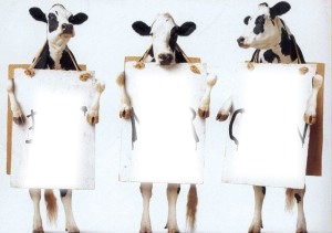 vache Fotomontage