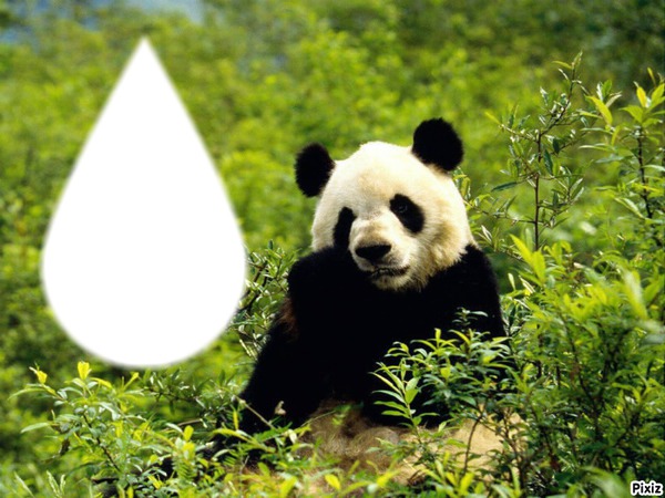 tros mignon le panda Montaje fotografico
