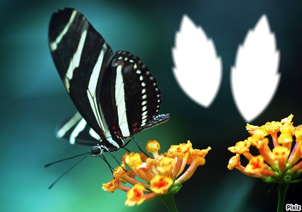 *Papillon* Fotomontage
